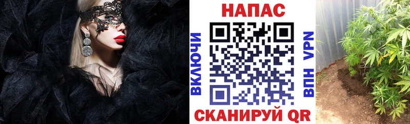Шишки марихуана планчик  Моршанск 
